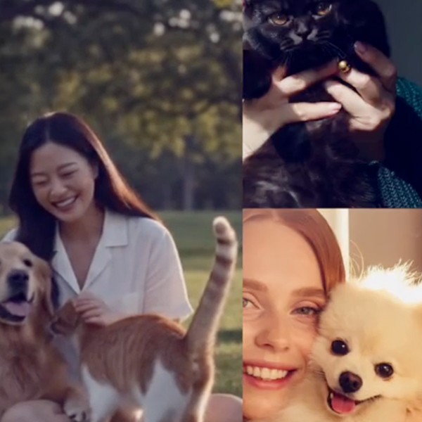 강아지 고양이 분양